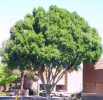 Ficus Nitida